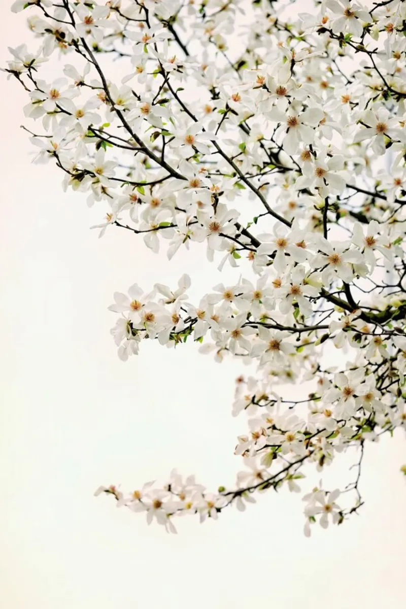 Magnolia White pellicola backlit da Curious Collections by Marielle Leenders