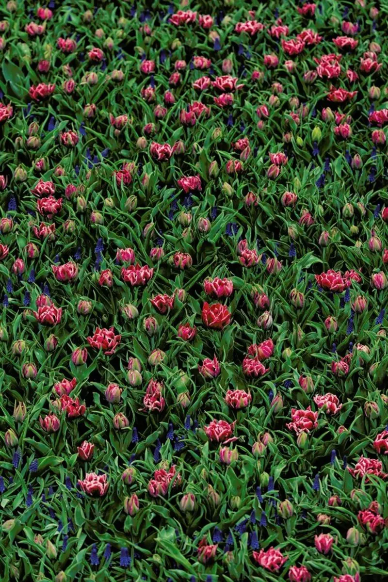 Tulip Field Pink carta hahnemühle da Curious Collections by Marielle Leenders
