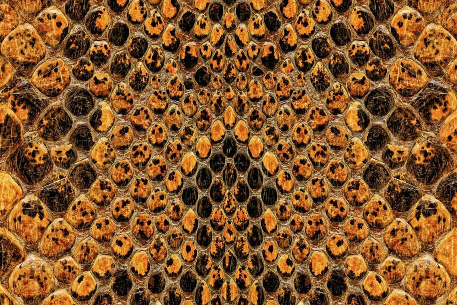 Snake Pattern plexiglass da Curious Collections by Marielle Leenders