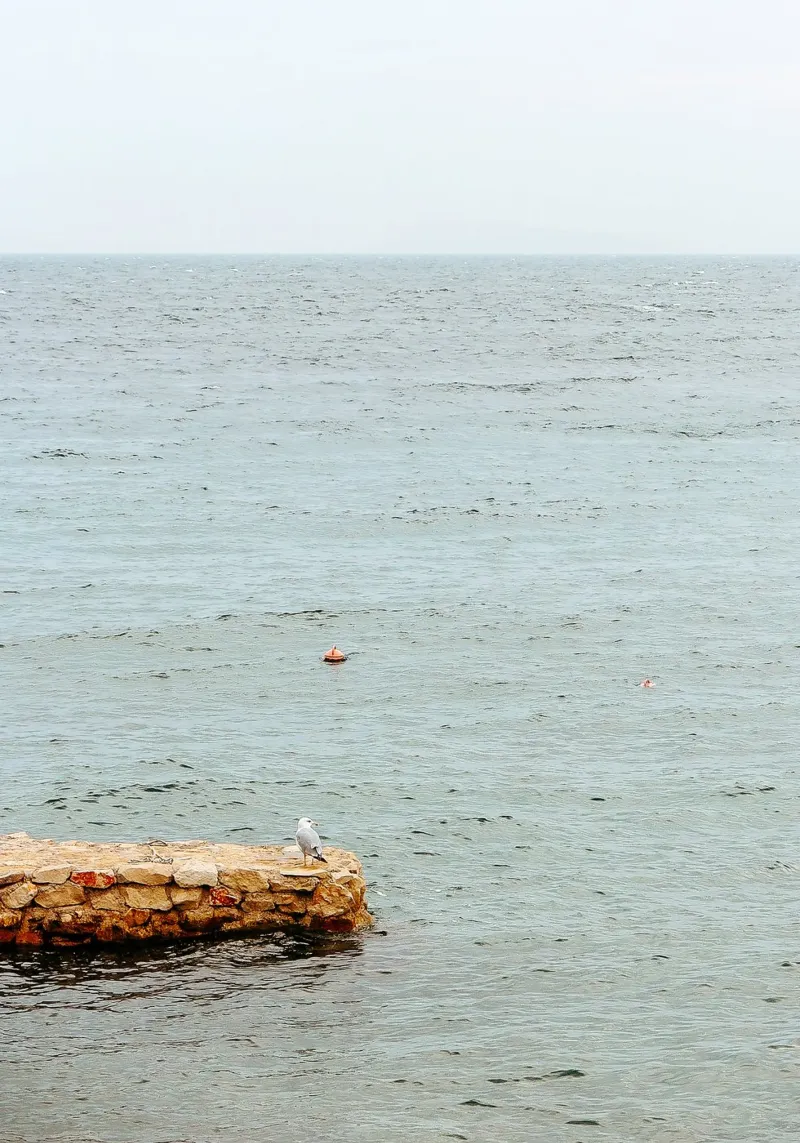 Lonely bird plexiglass da Kudamm & Alpen