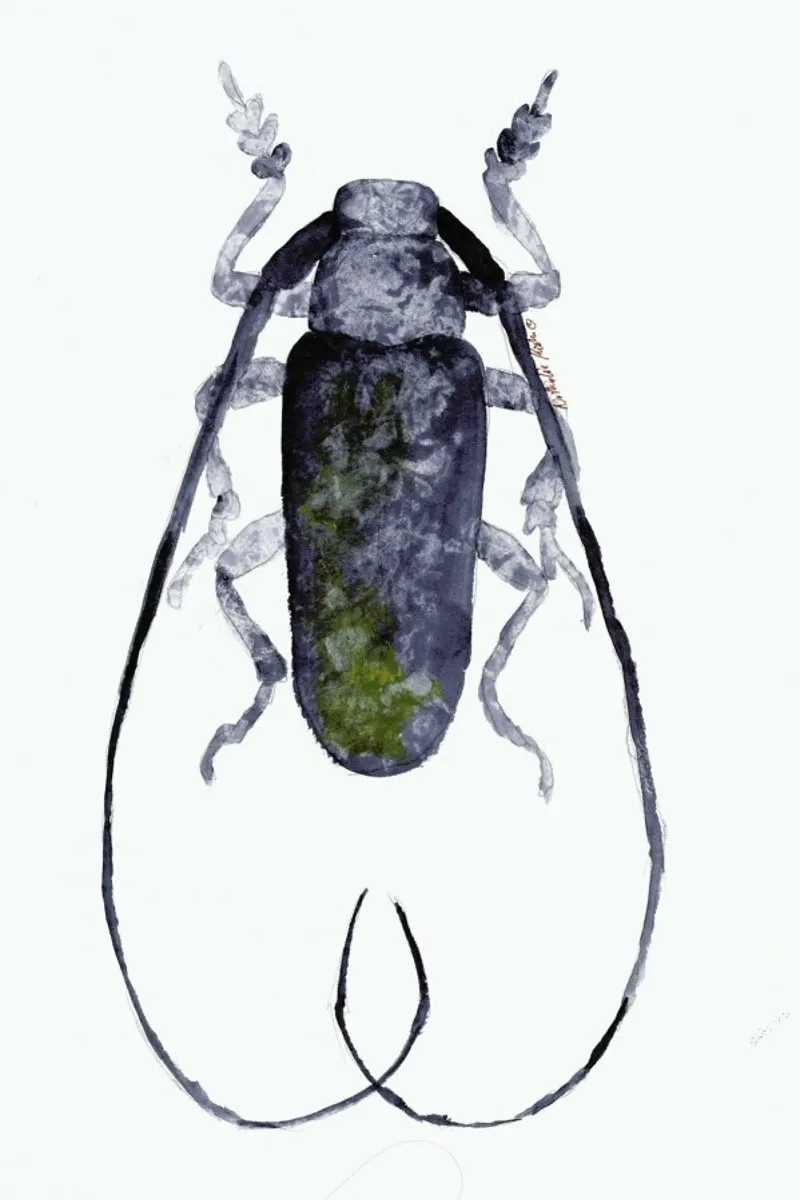 Jack The Beetle hahnemühle by Nathys_illustration