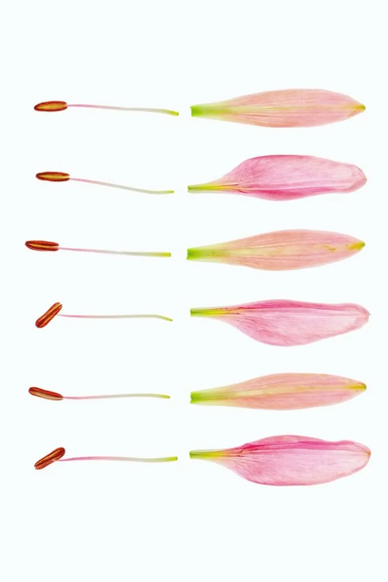 Lilly Petals poster con telaio in legno da Curious Collections by Marielle Leenders