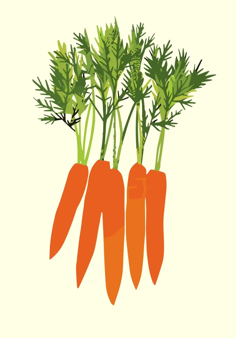 orange carrots pellicola backlit da ramosashop