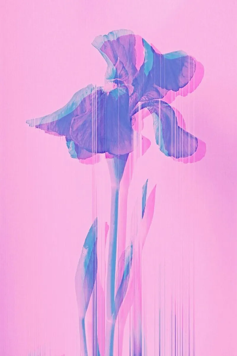 Glitcherd Iris on Pink pellicola backlit da cafelab