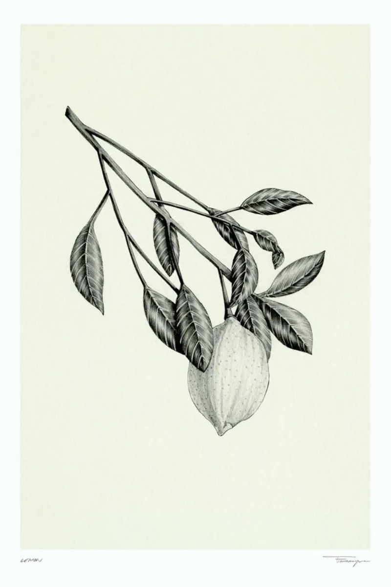 Lemon carta hahnemühle da Faunesque