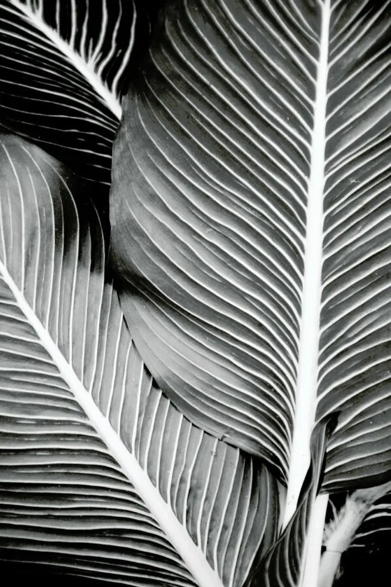 Tropical Leaves hahnemühle by Froilein Juno