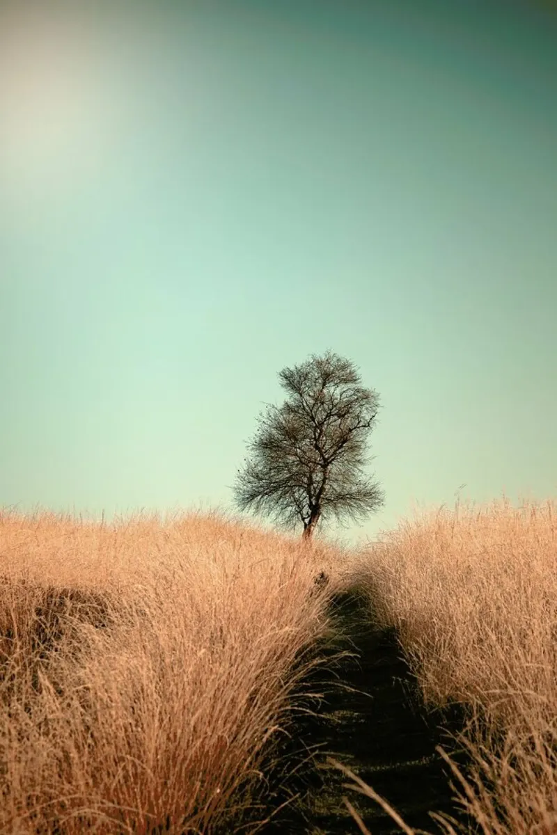 Grass and Path - Jaap Van den carta hahnemühle da Pictufy