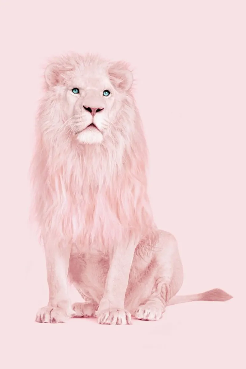 Albino Lion pellicola backlit da Paul Fuentes Design