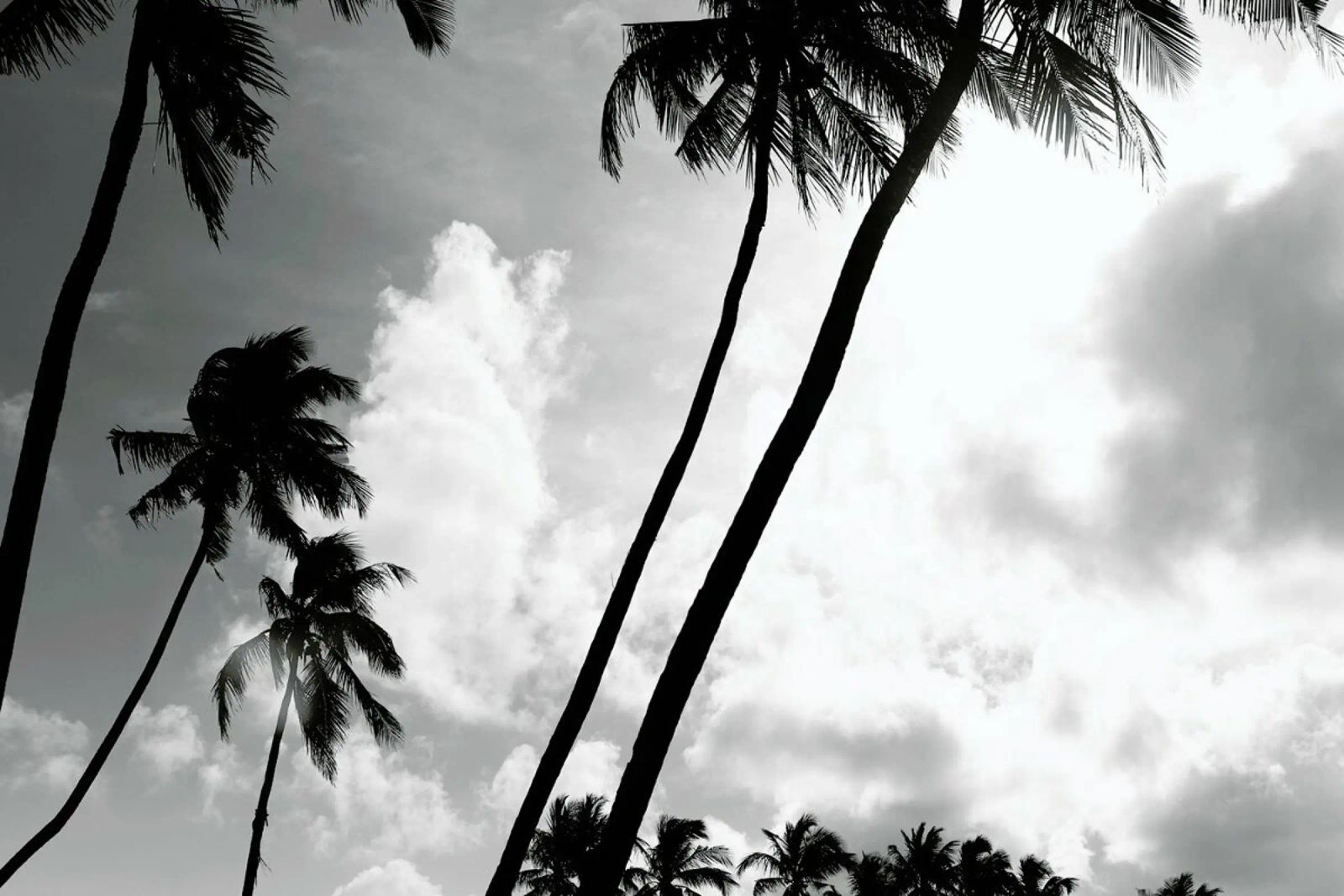 Coco Island 2 pellicola backlit da Shot By Clint