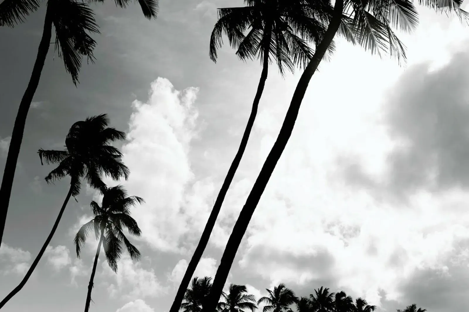 Coco Island 2 pellicola backlit da Shot By Clint
