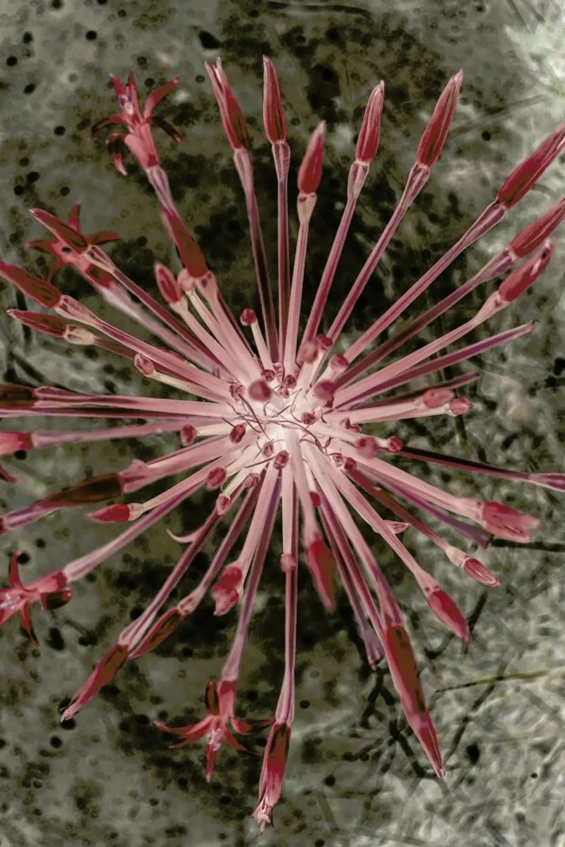 Fire Lilly plexiglass da Shot By Clint