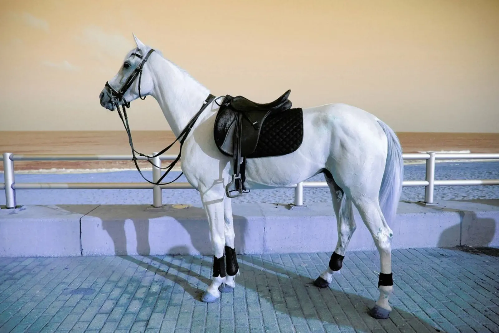 Horse acrylic glass by Lara Zankoul