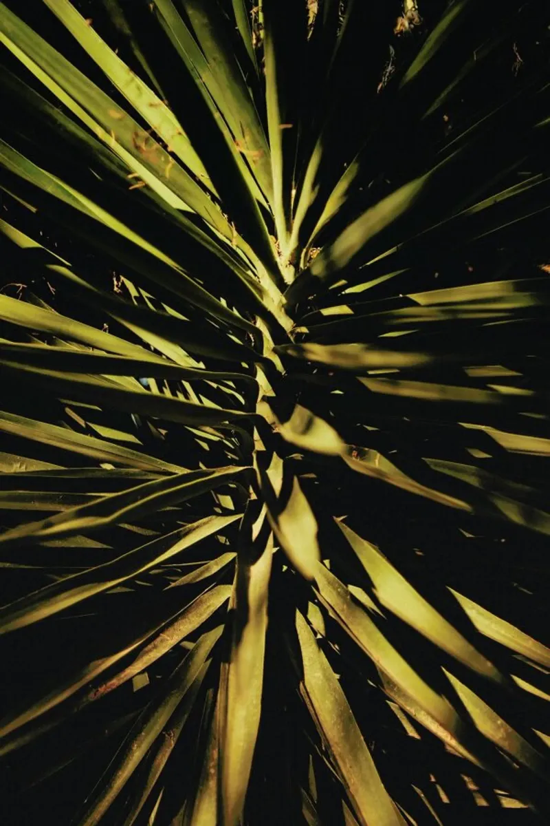 The Palm II pellicola backlit da Pale Grain