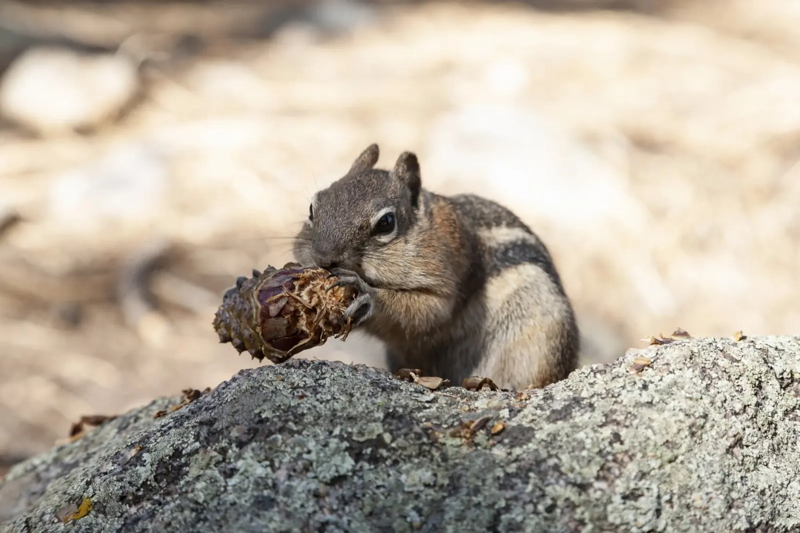 Squirrel pellicola backlit da Barbara Buderath Fotodesign