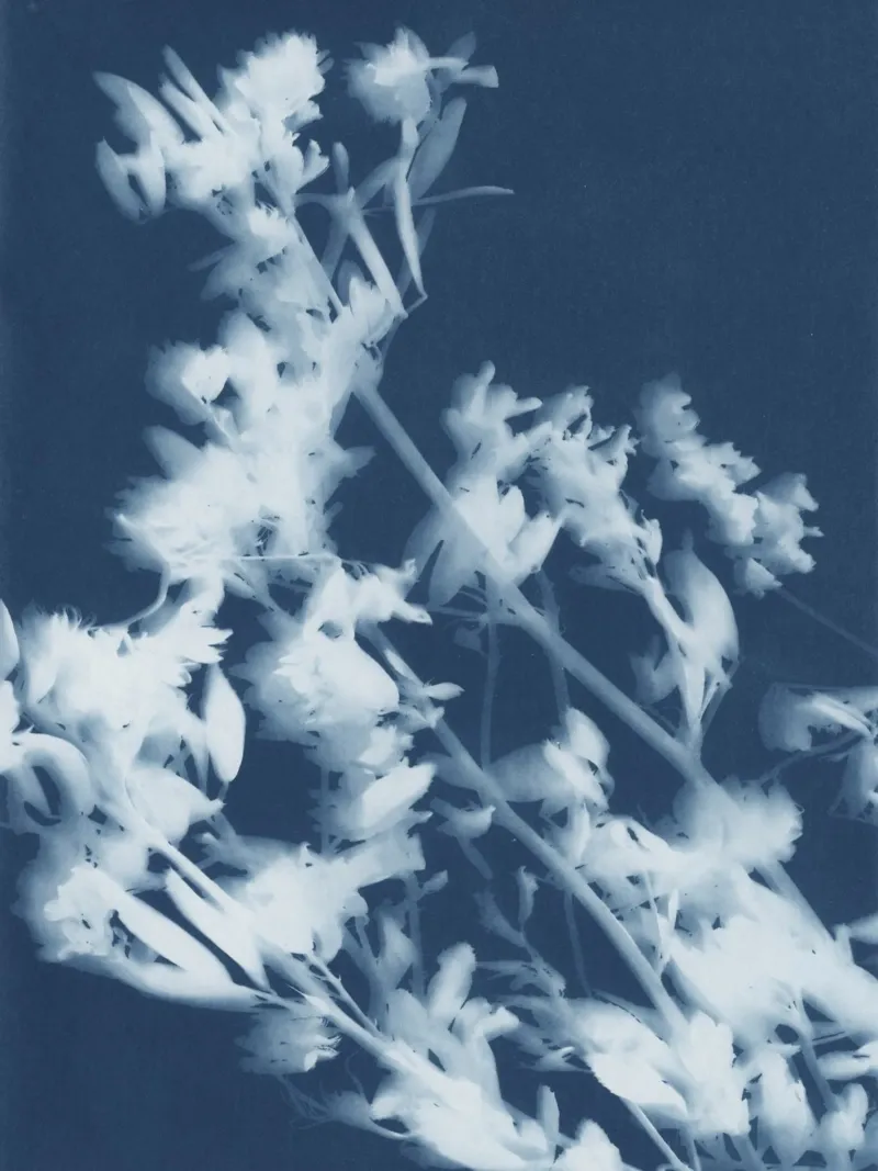 botanical solarprint plexiglass da Visuelle Poesie am Wegesrand