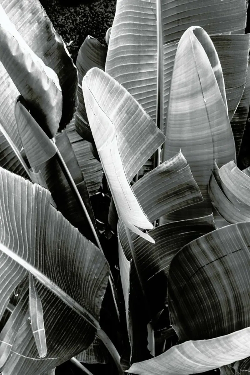 Palms pellicola backlit da Victoria Frost