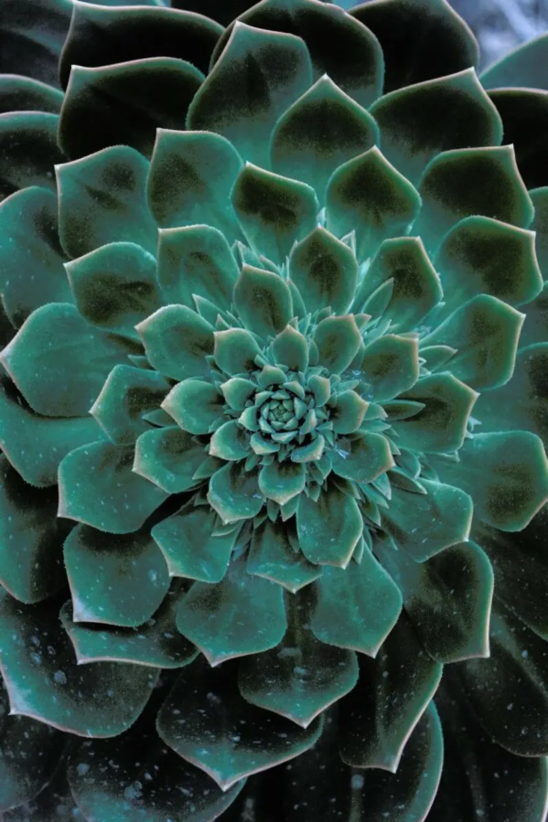 Succulent pellicola backlit da Victoria Frost