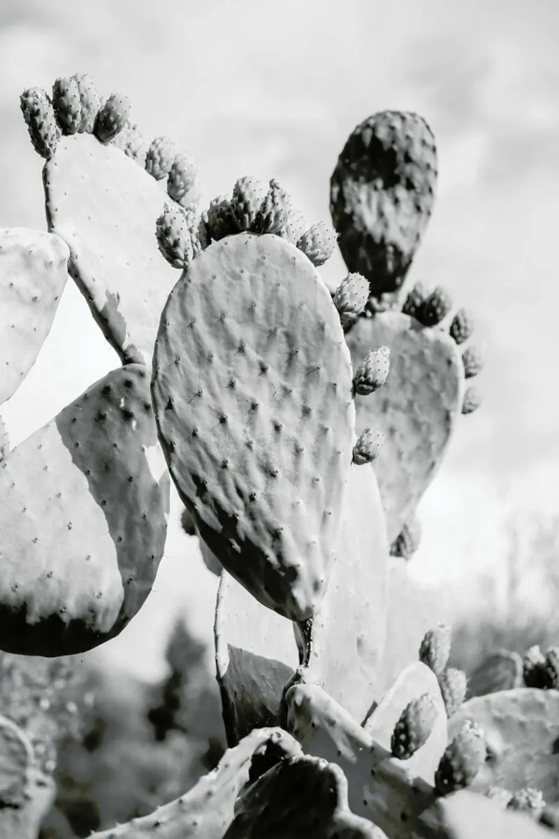 Cacti Cowboy 1 pellicola backlit da Shot By Clint