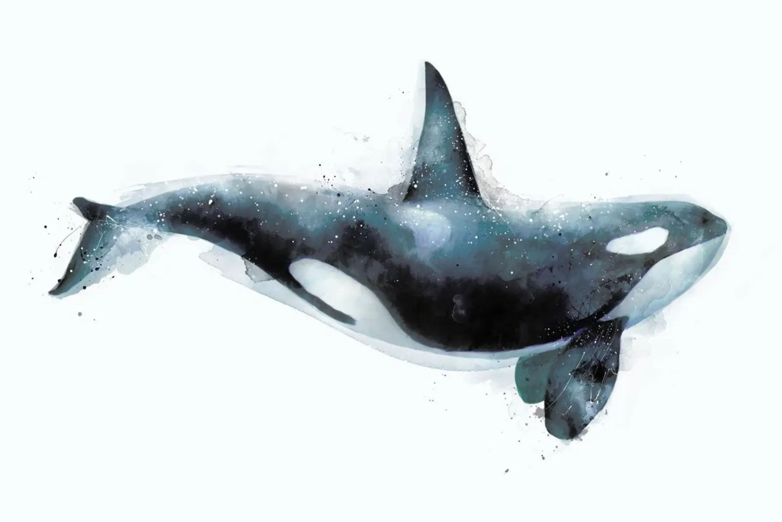 Orca pellicola backlit da Amy Hamilton