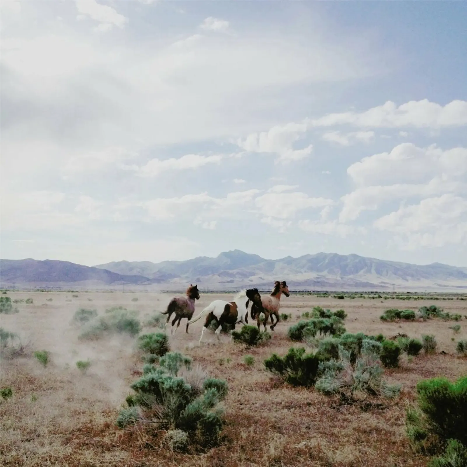 Running Horses pellicola backlit da Kevin Russ