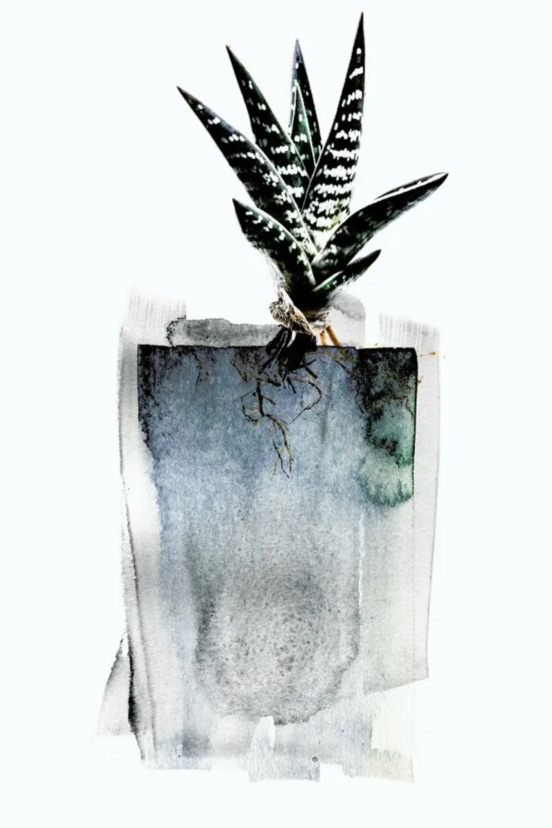 Aloe pellicola backlit da Shot By Clint