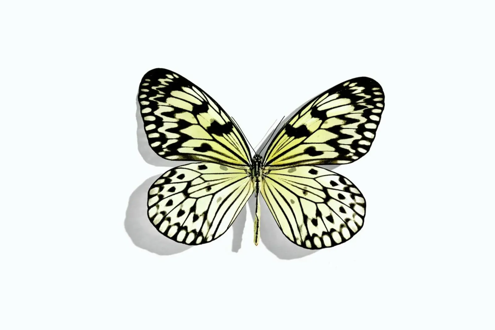 Butterflies 7 canvas by Günther Egger