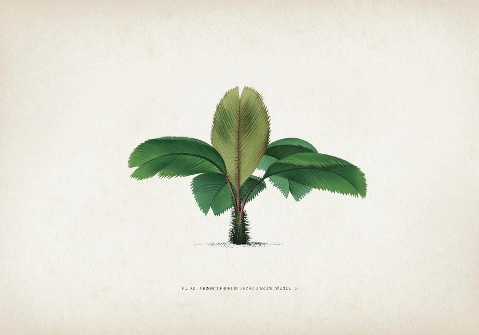 Vintage Kerchove 1 Les Palmiers 12 poster con telaio in legno da Vintage Print Collection