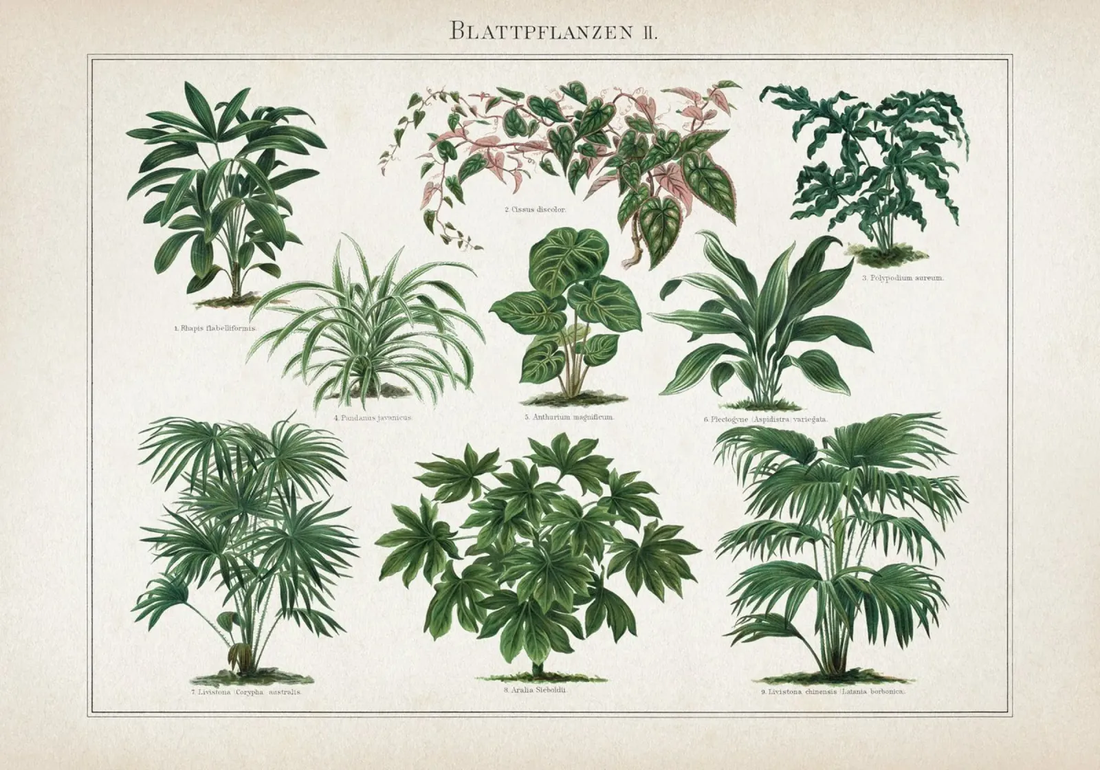 Vintage Meyers 1 Blattpflanzen 2 poster by Vintage Print Collection