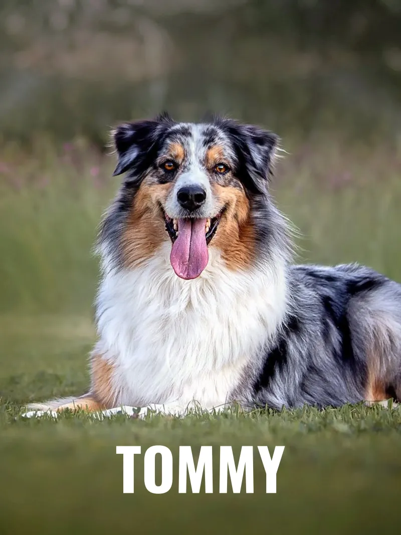 Individuelles Hundefoto & Name Poster von Paigaam Studio