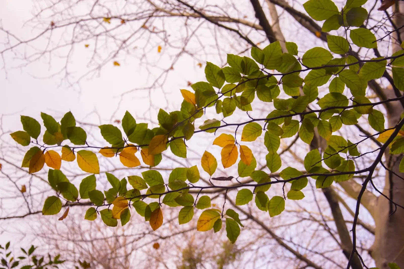 Tree branch canvas by Teresa André