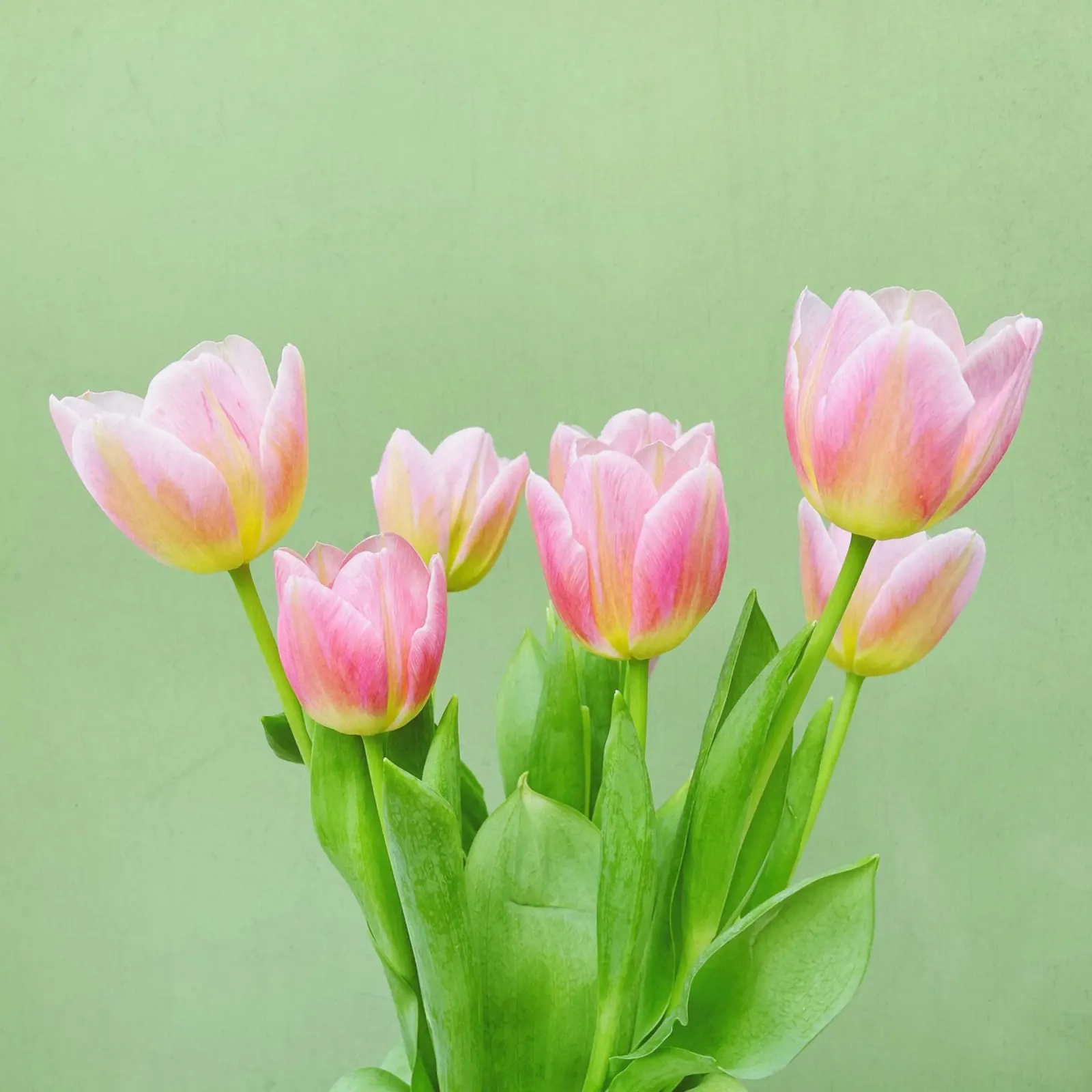 Pink Tulips hahnemühle by Cassia Beck Photography