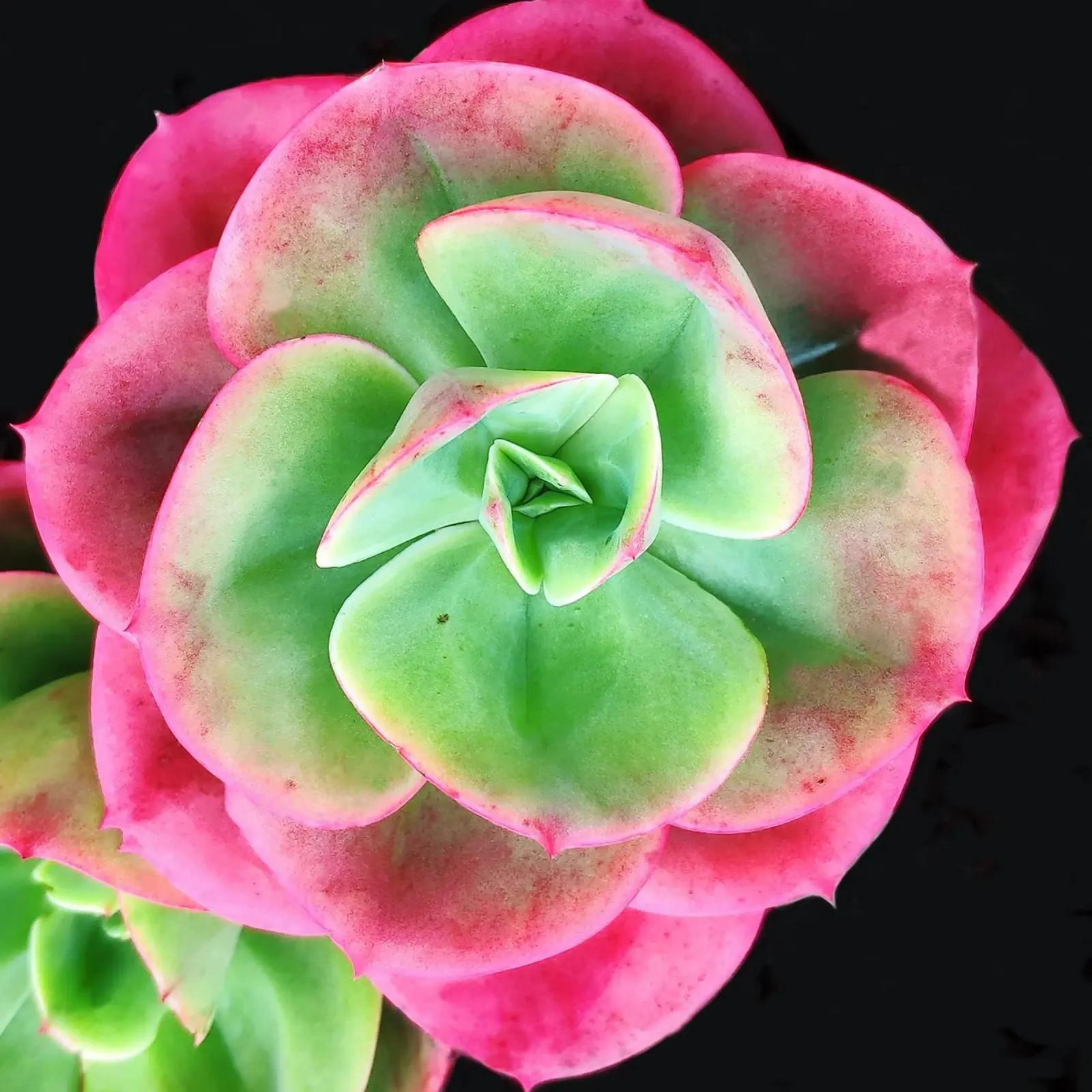 Succulenta rosa e verde pellicola backlit da Teresa André