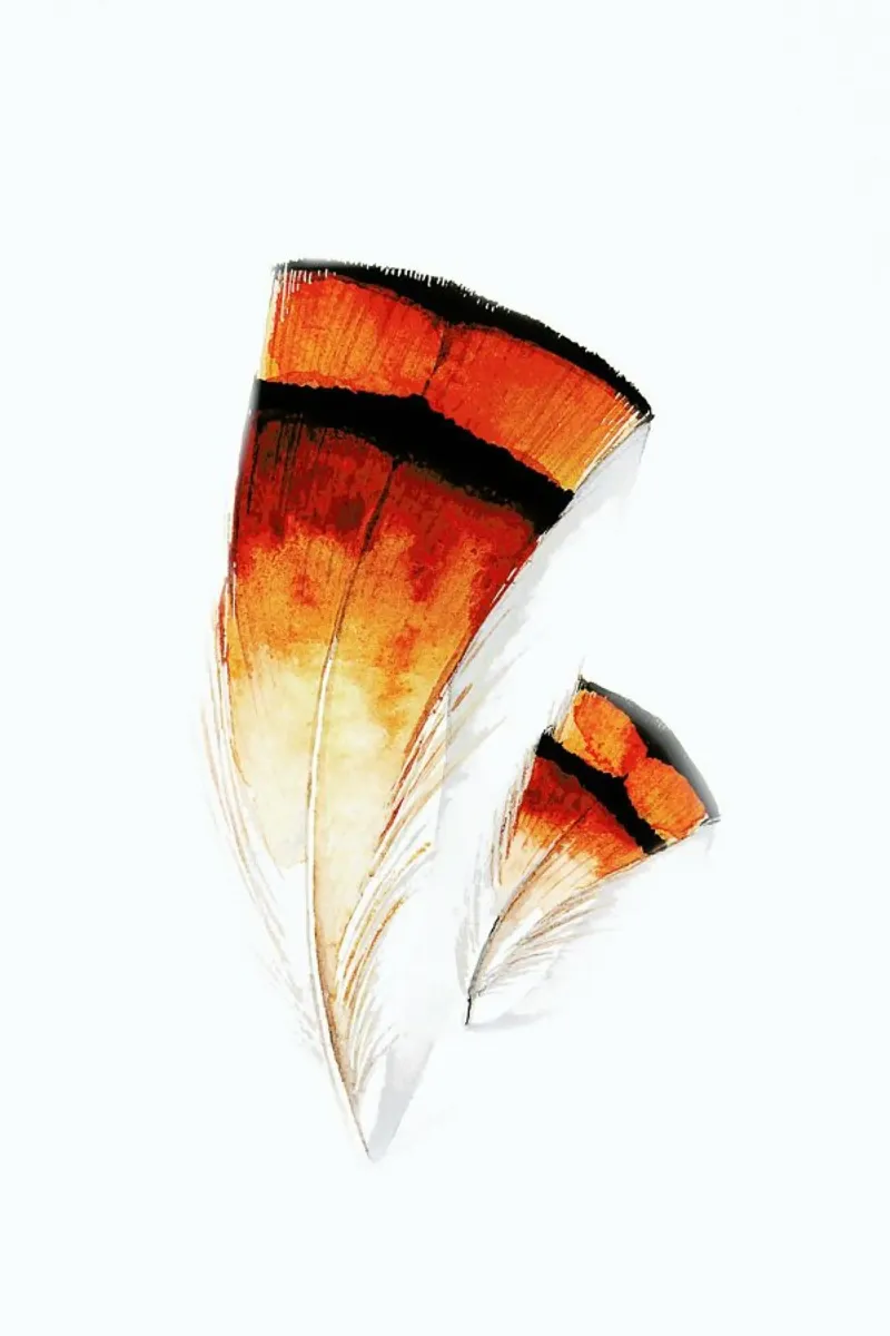 Pheasant Feathers carta hahnemühle da Karolina Kijak