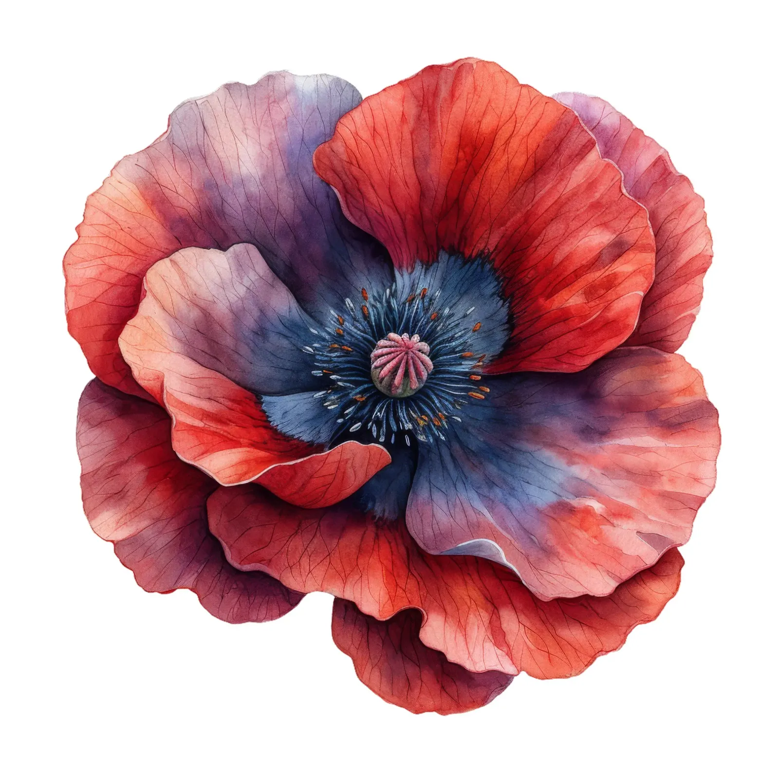 Poppy Flower canvas by Bold Blooms