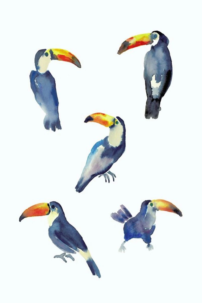 Toucan pellicola backlit da Farina Kuklinski