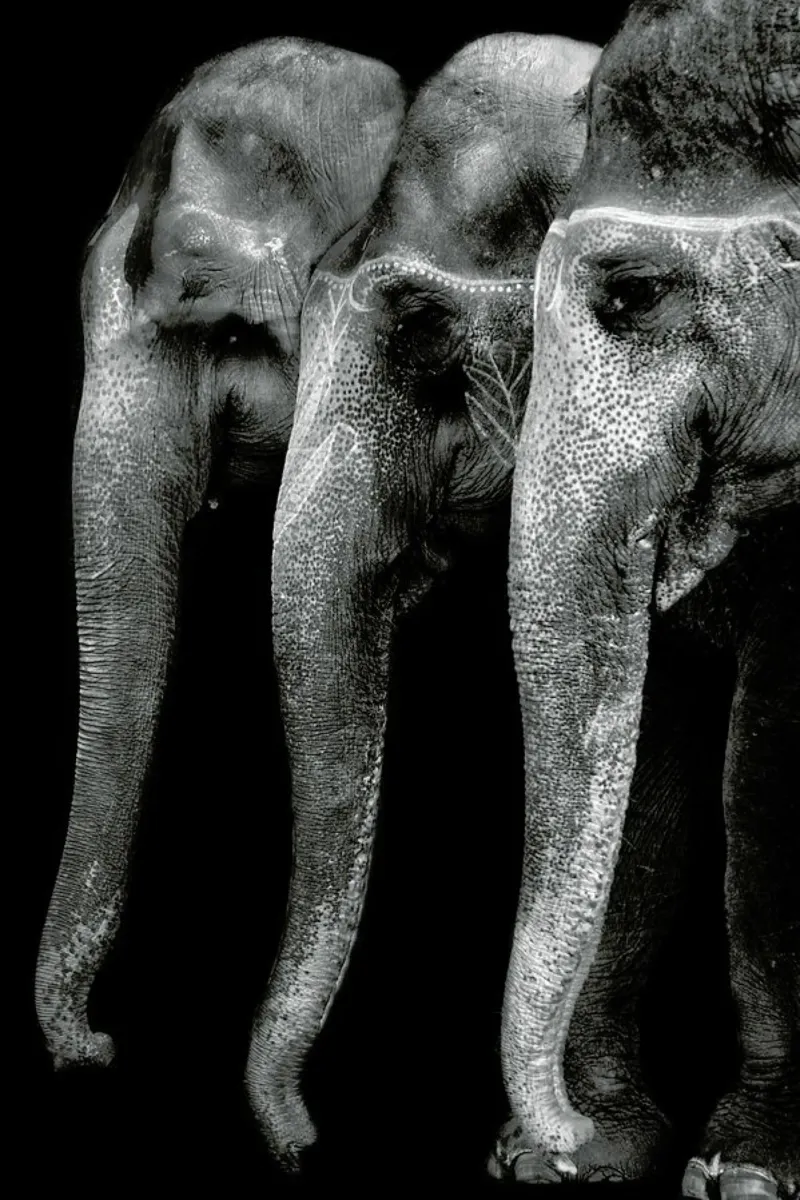 Nature's Great Masterpiece - Yvette Depaepe alluminio dibond da Pictufy