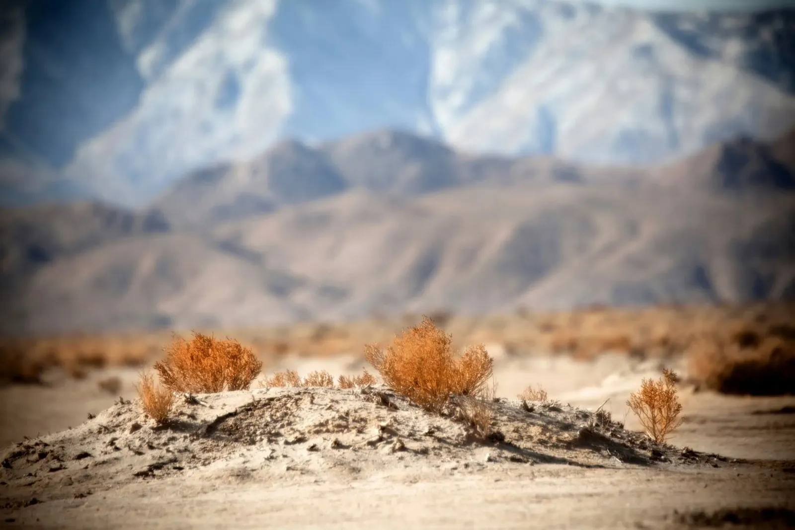Apple Valley Desert pellicola backlit da Dave Hare Photography