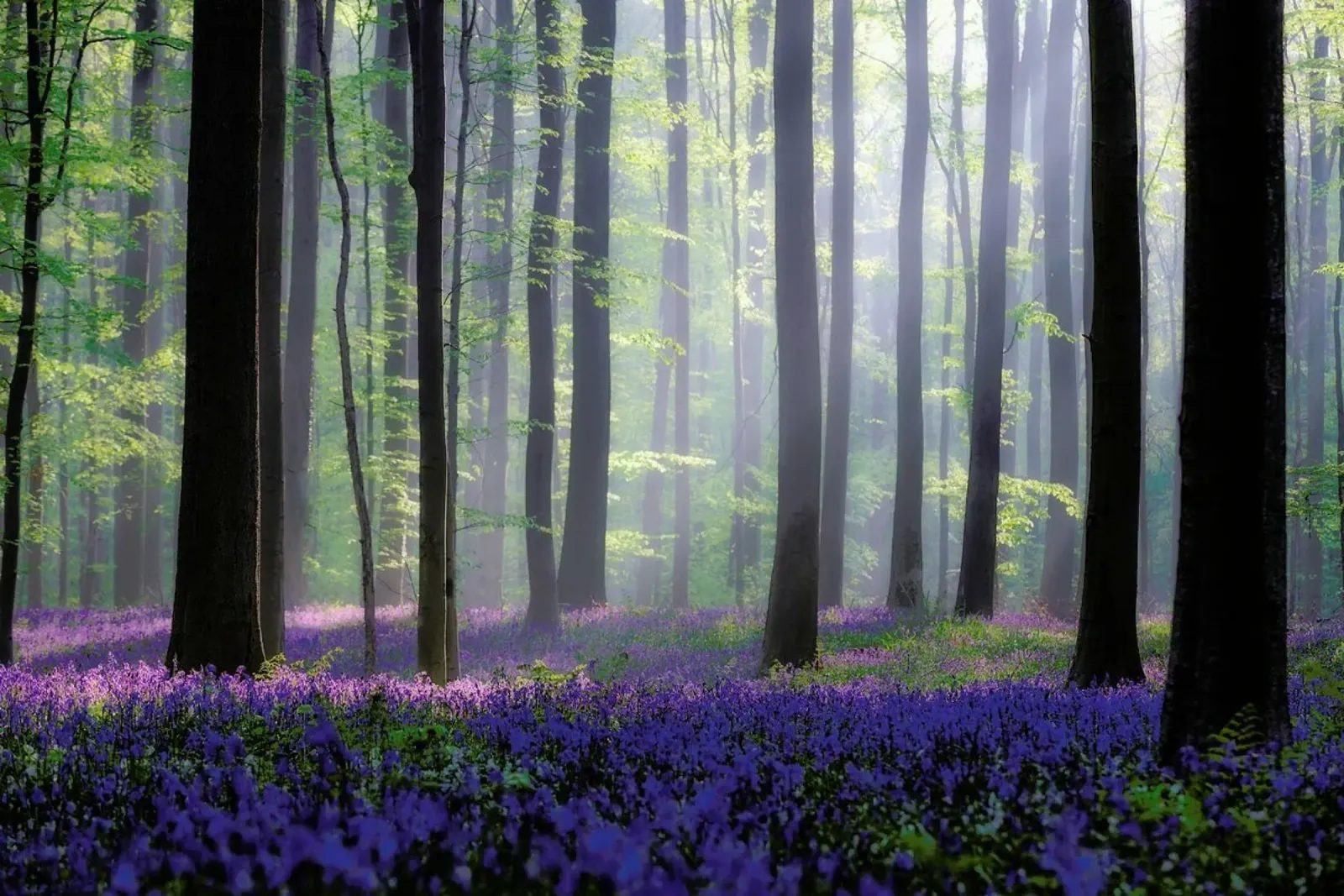 Bluebells - Adrian Popan alluminio dibond da Pictufy
