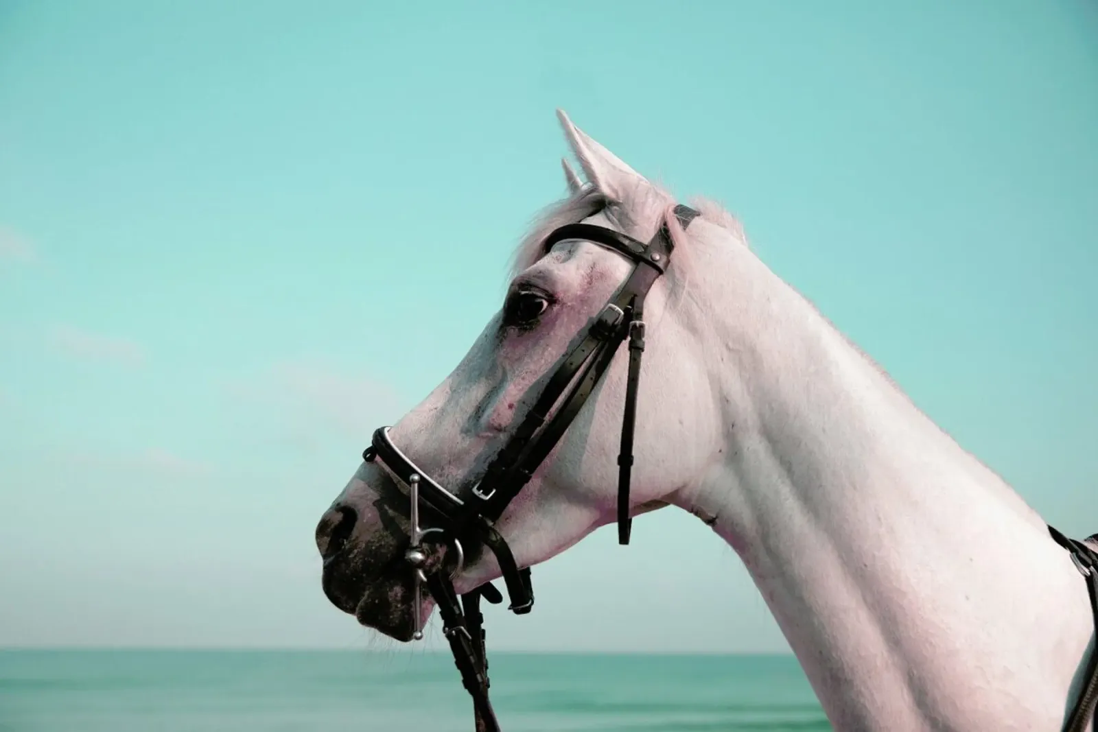 Horse Portrait poster met aluminium frame van Lara Zankoul