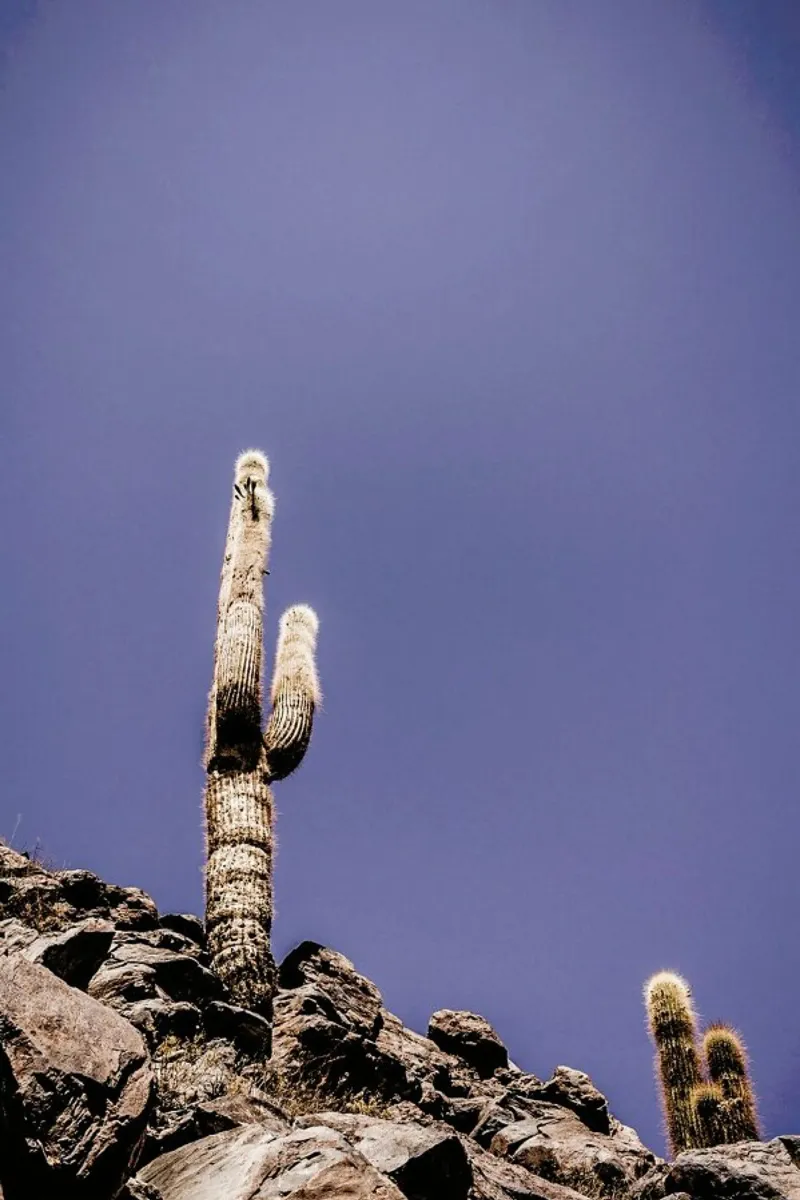 Atacama Cacti Family 2 carta hahnemühle da Chris Abatzis