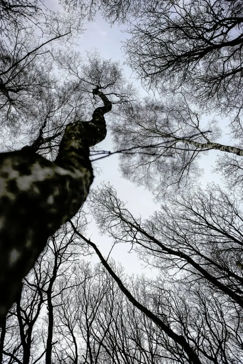 Forest 2 pellicola backlit da Shot By Clint