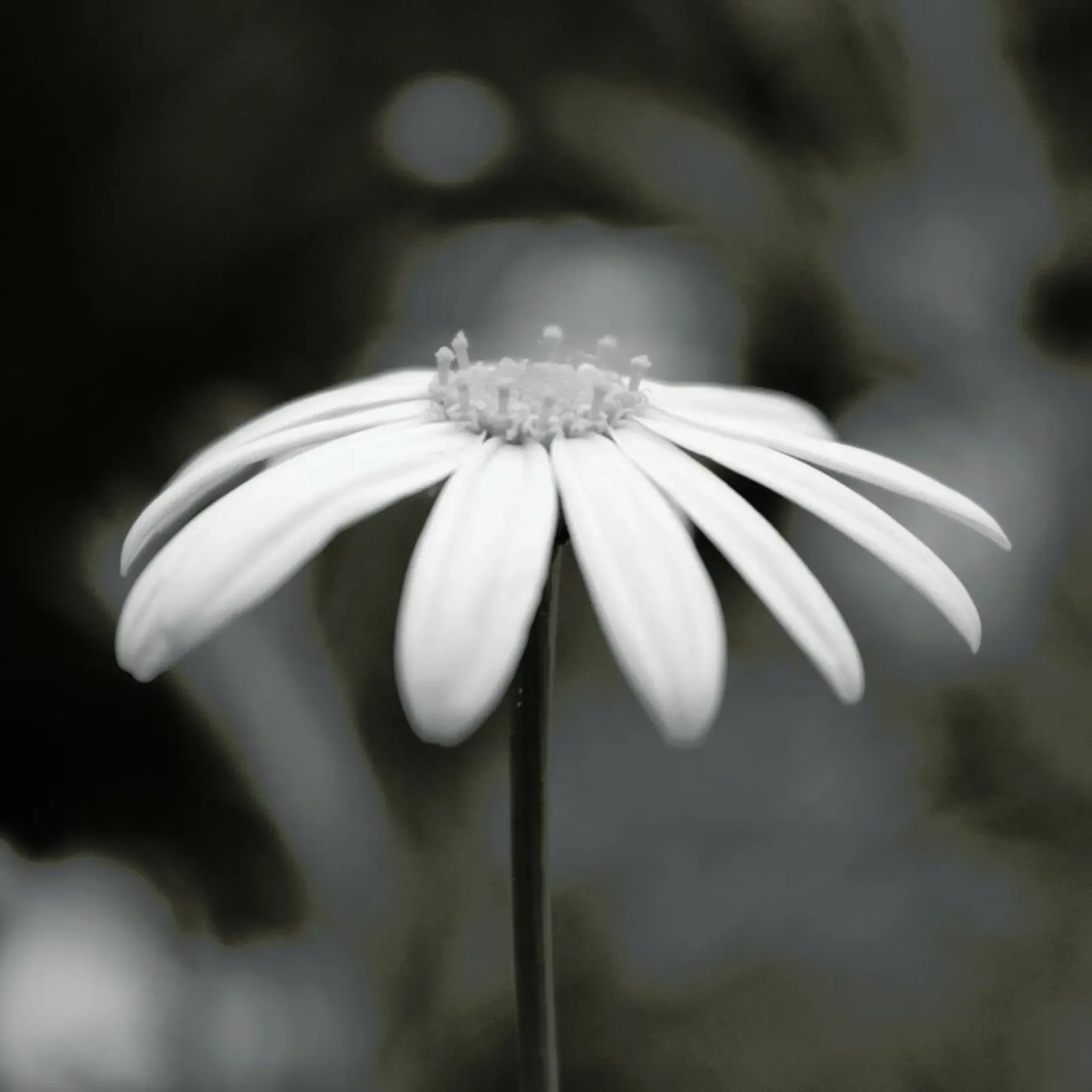 Daisy pellicola backlit da Victoria Frost