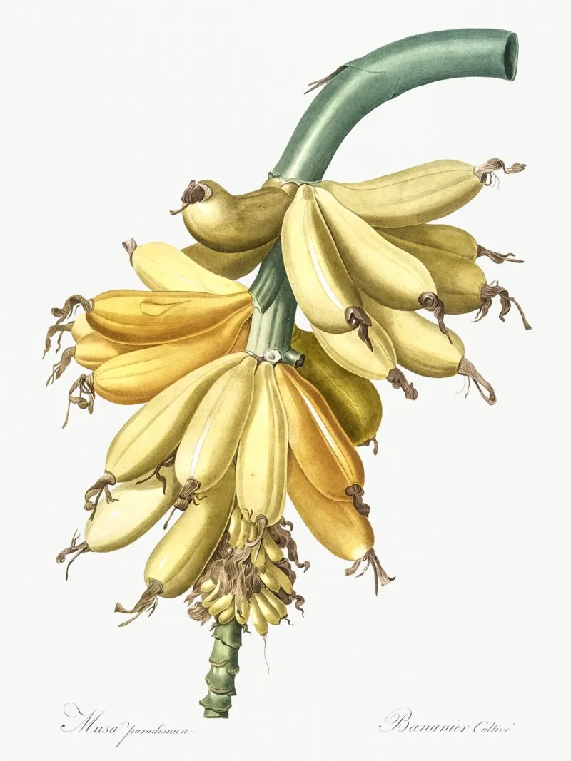 banana illustration poster con telaio in plastica da vintageshop