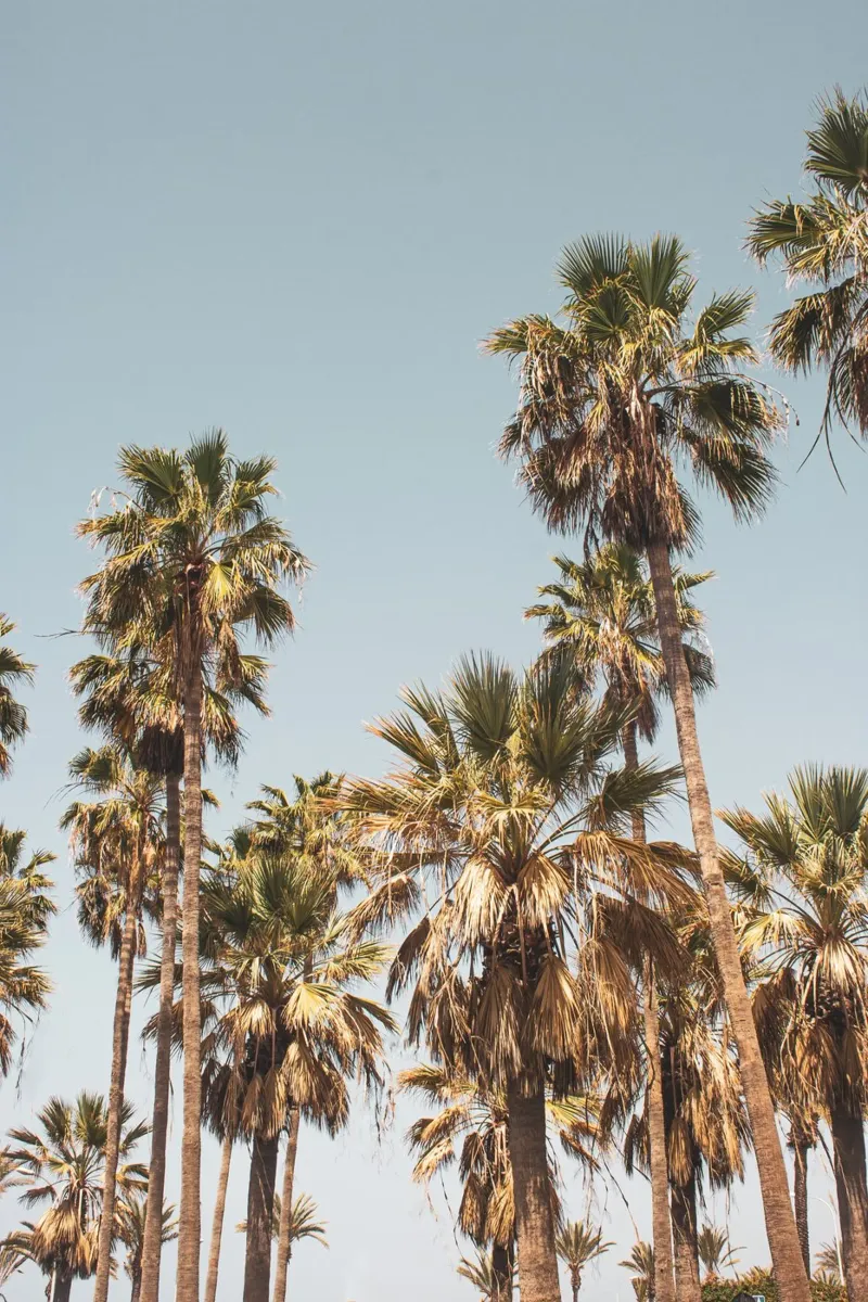 LA Palm Trees By the Beach II pellicola backlit da Victoria Frost