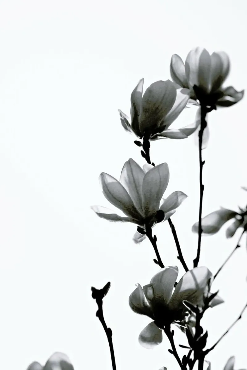 Black Magnolia poster con telaio in plastica da Monika Strigel