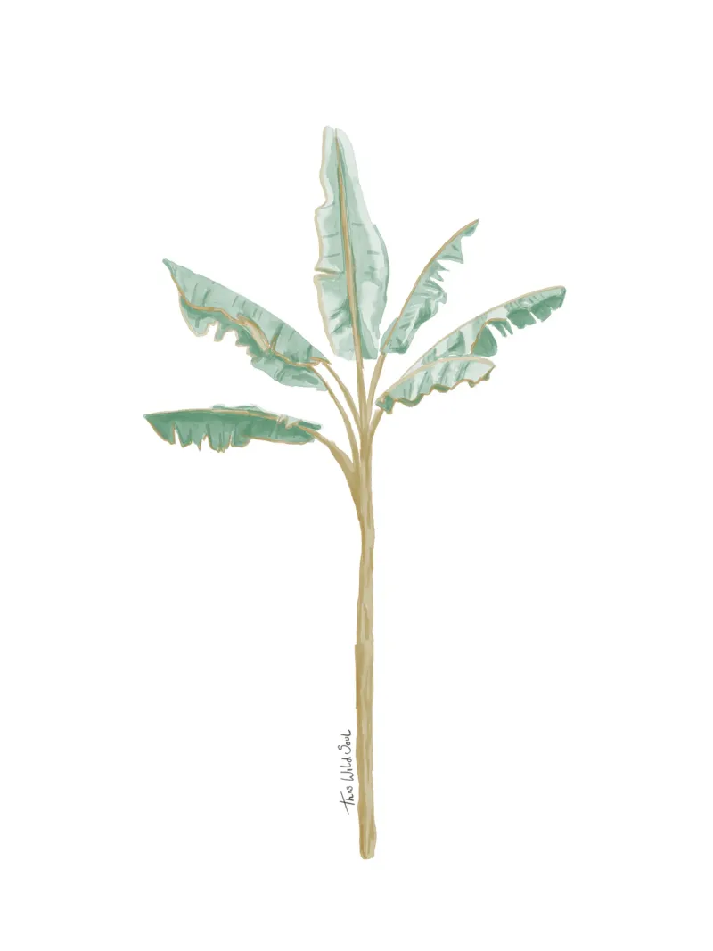Banana Tree Plant Boho Minimalista Illustrazione ad acquerello pellicola backlit da This Wild Soul - Illustration