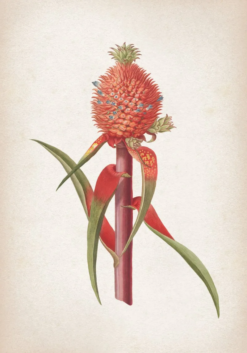 Vintage Ehret 1 Ananas Folio poster con telaio in plastica da Vintage Print Collection