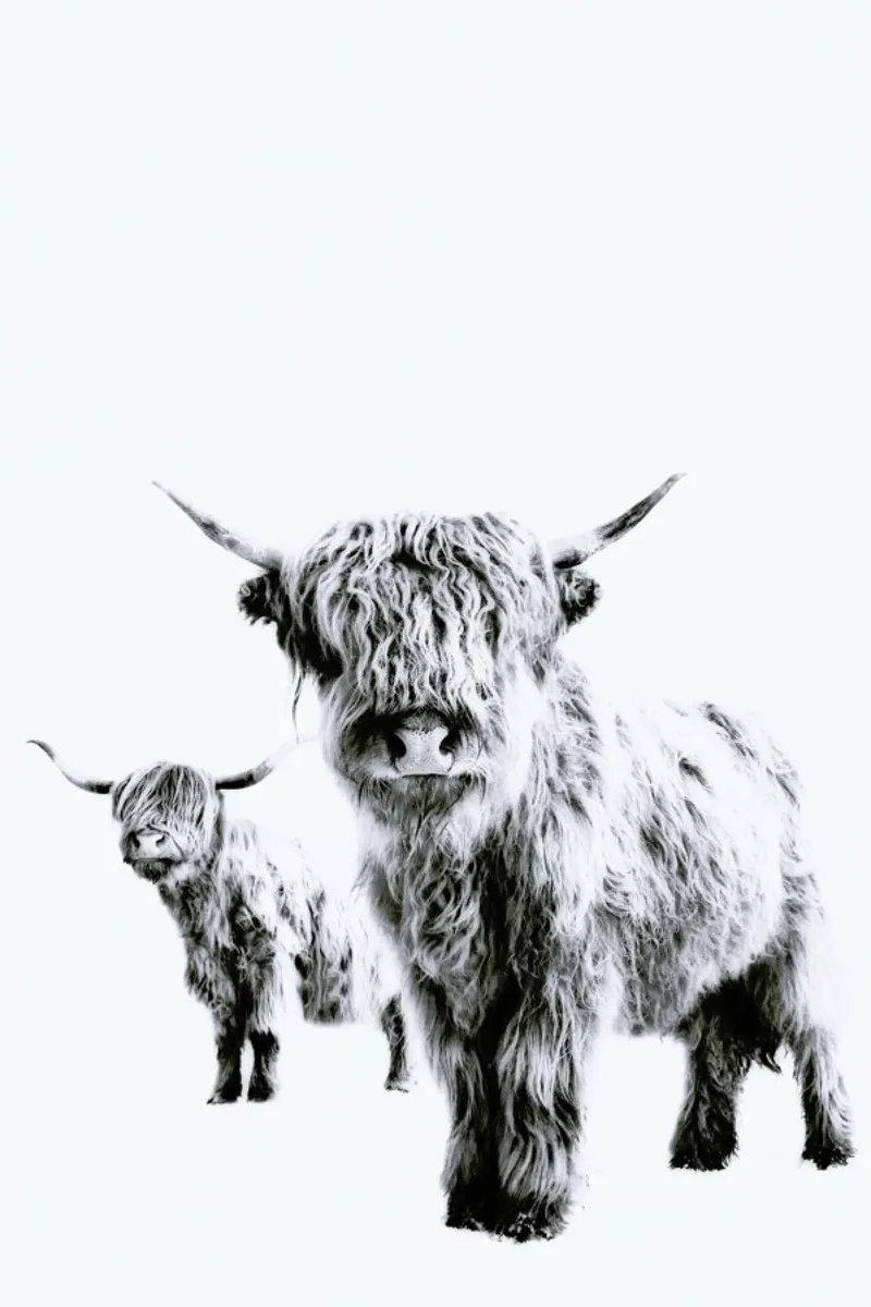 Vacche delle Highlands poster con telaio in plastica da Monika Strigel