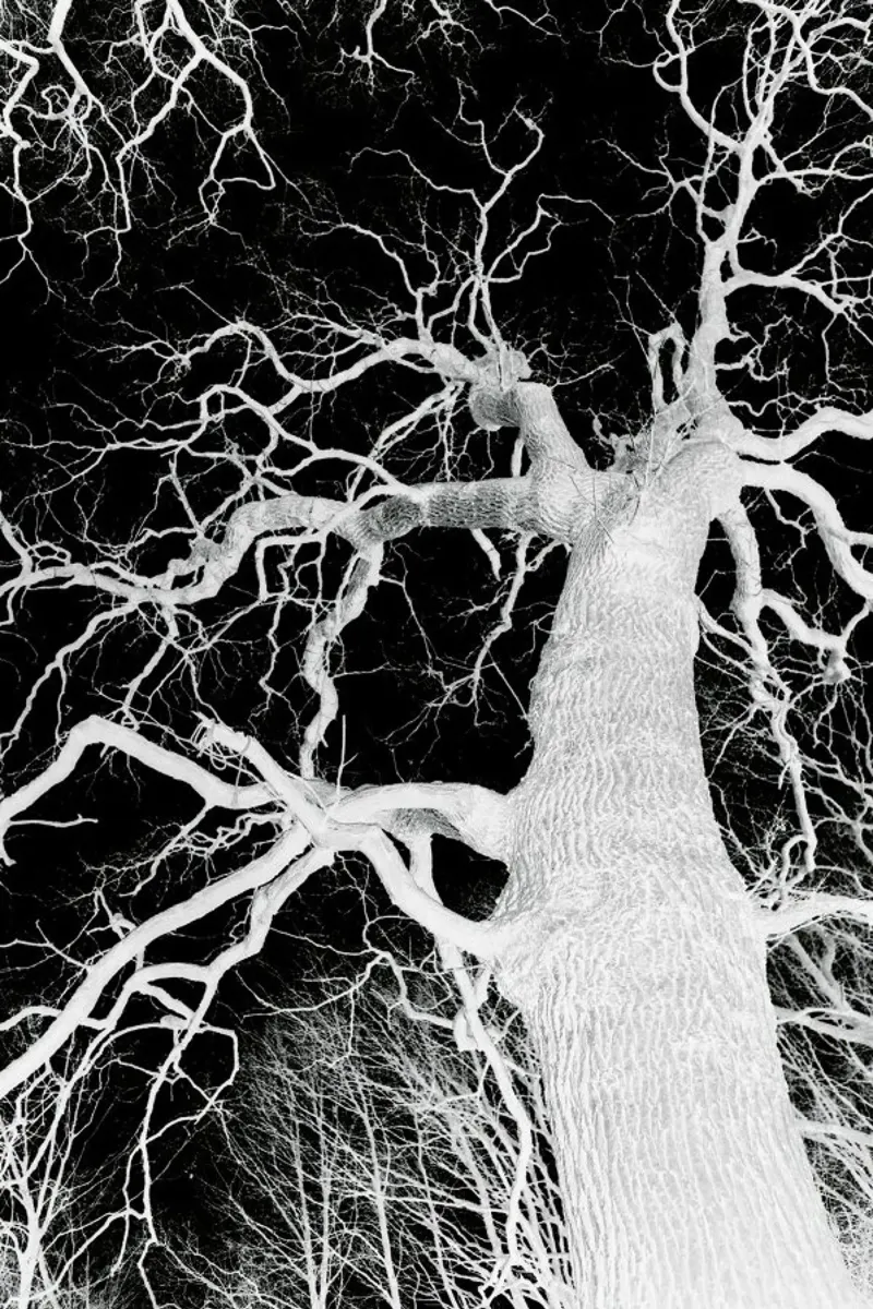 Oak Tree 1 carta hahnemühle da Shot By Clint