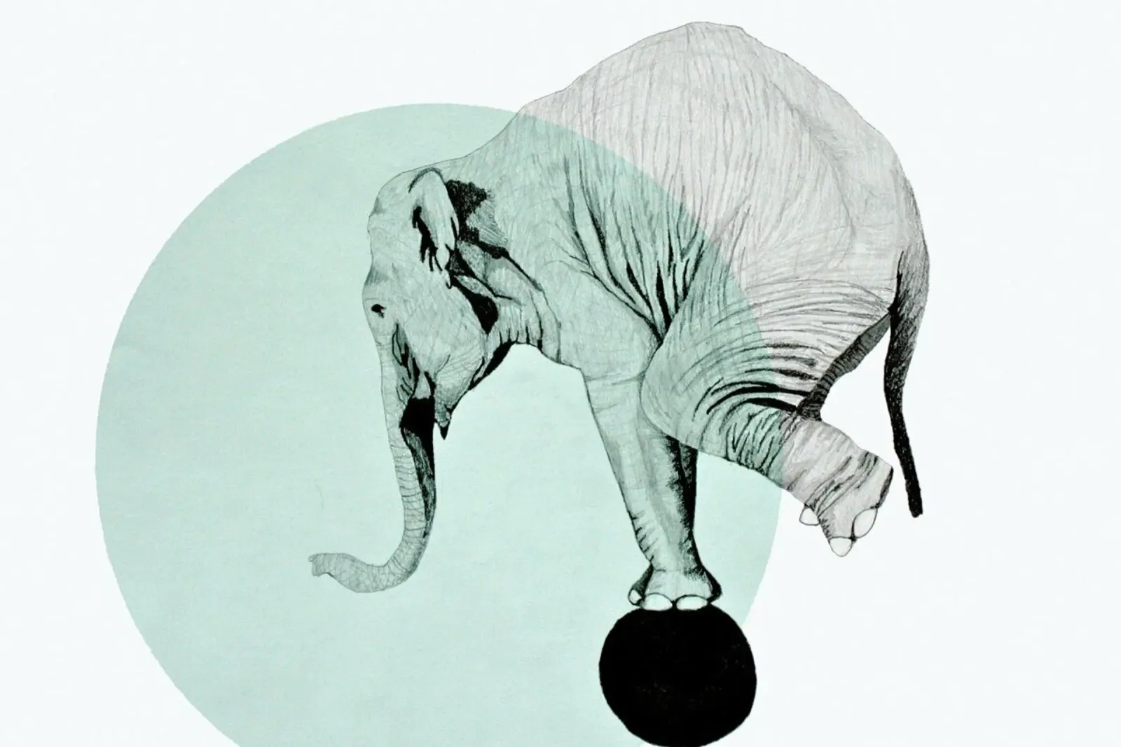 Elephant pellicola backlit da Morgan Kendall